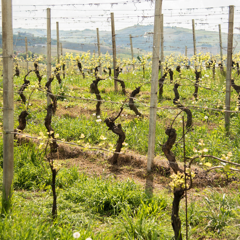 Santo Moscato d'Asti DOCG 750ml