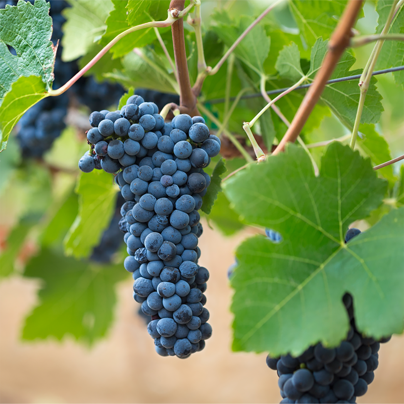 Caymus Suisun Grand Durif 750ml