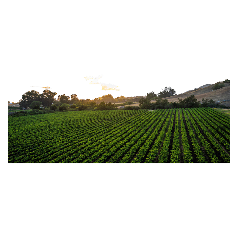 Bezel by Cakebread Cabernet Sauvignon 750ml Bottle