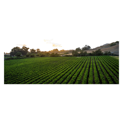 Bezel by Cakebread Cabernet Sauvignon 750ml Bottle