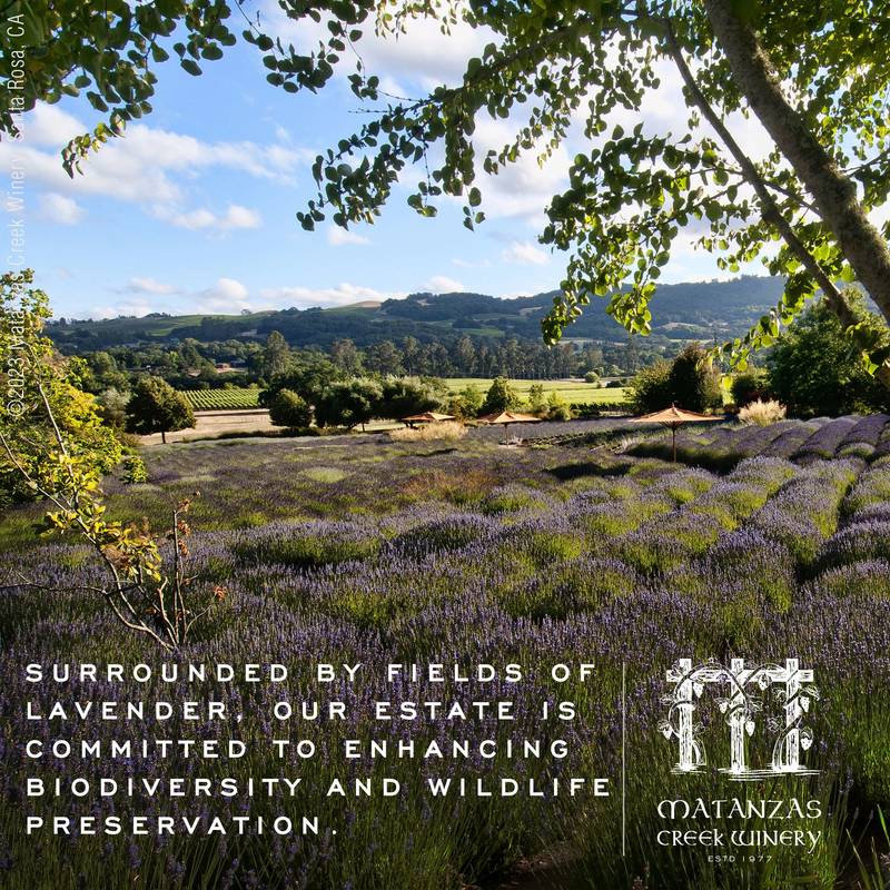 Matanzas Creek Chenin Blanc 750ml Bottle