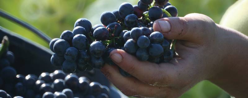 Louis Jadot Pouilly Fuisse 750ml