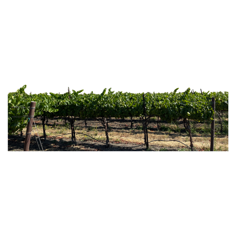 Bezel by Cakebread Chardonnay