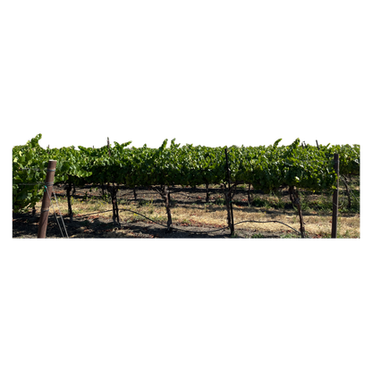 Bezel by Cakebread Chardonnay