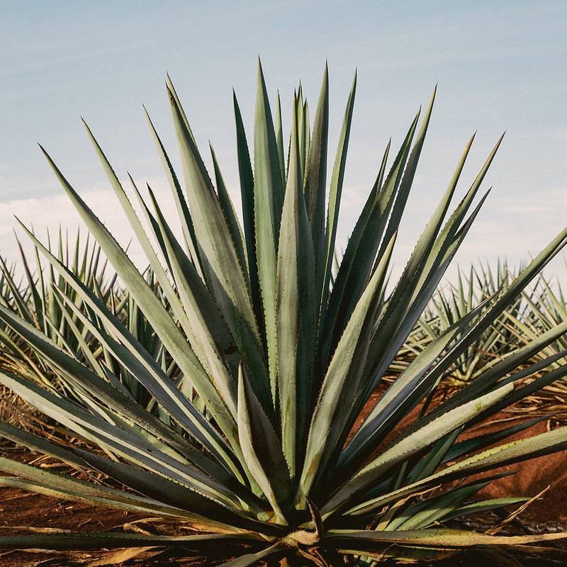 Tequila Ocho Anejo 750ml