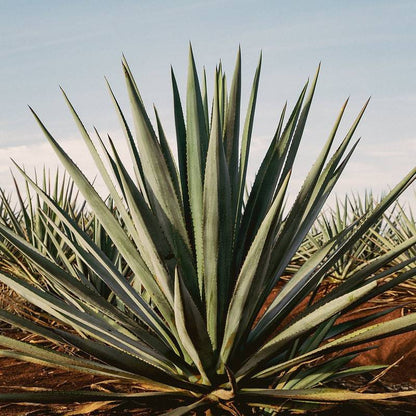 Tequila Ocho Anejo 750ml