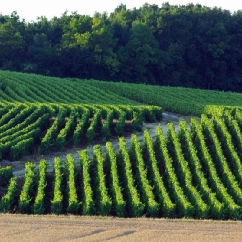 Nomine Renard Brut Champagne (750 ML)