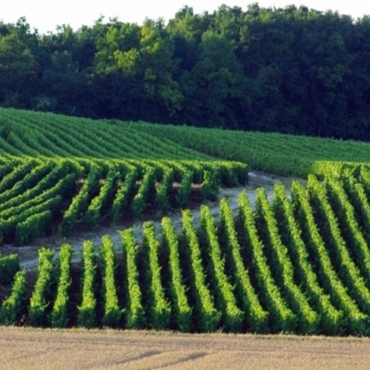 Nomine Renard Brut Champagne (750 ML)